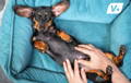 Small dog laying in a dog bed having his belly rubbed