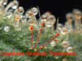 Capitate-stalked trichomes being pointed at by red arrows