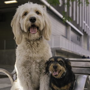 Pet Sitting For Hawaii