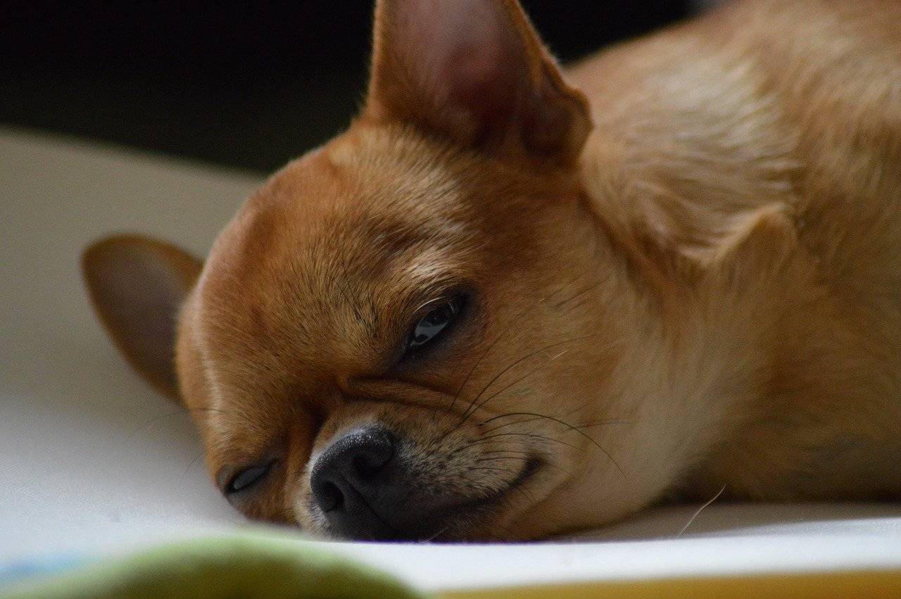 chihuahua makes snoring sound
