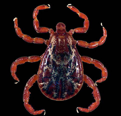 rocky mountain wood tick male picture