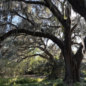 Brookgreen Botanical Gardens Membership