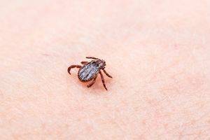 About the Wood Tick