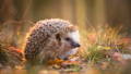 hedgehog in the forest