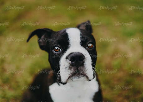 Boston Terrier looking at camera