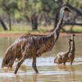 male-emu-with-chicks-in-river male-emu-with-chicks-in-river