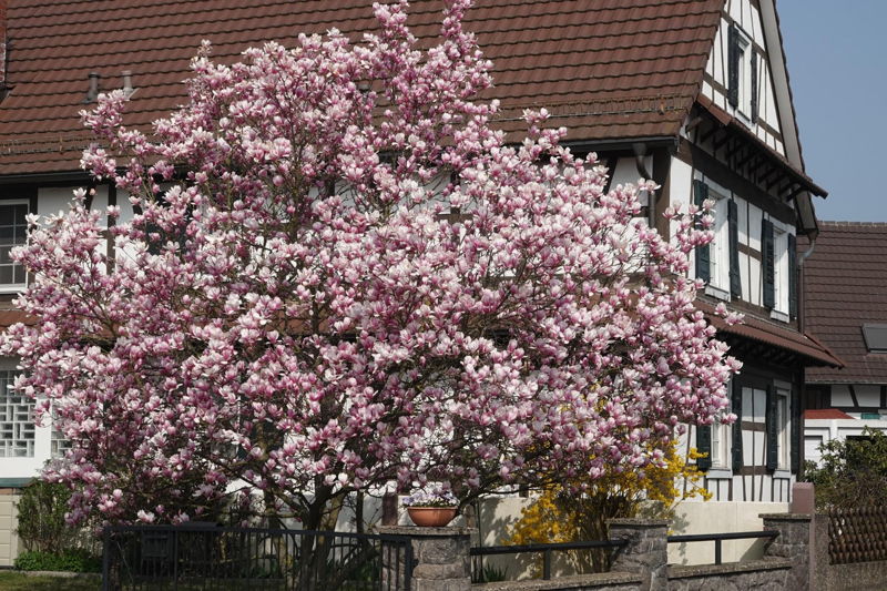 Impressionen Hanauerland