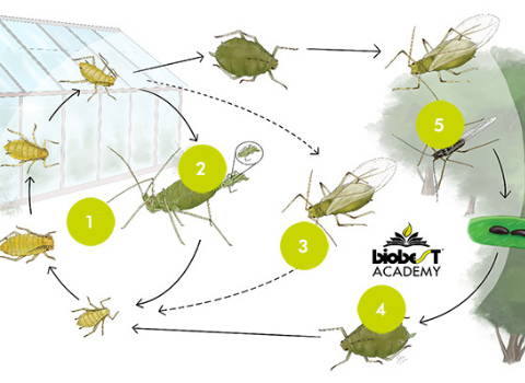 life cycle of aphids