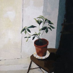 Pot plant on a wooden chair