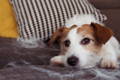 Cute Jack Russell dog shedding on the couch