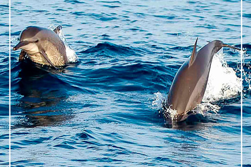Наблюдение китов, дельфинов и черепах, форт Галле из Мириссы