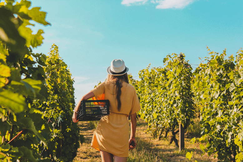 Vendanges pour la production de vin nature