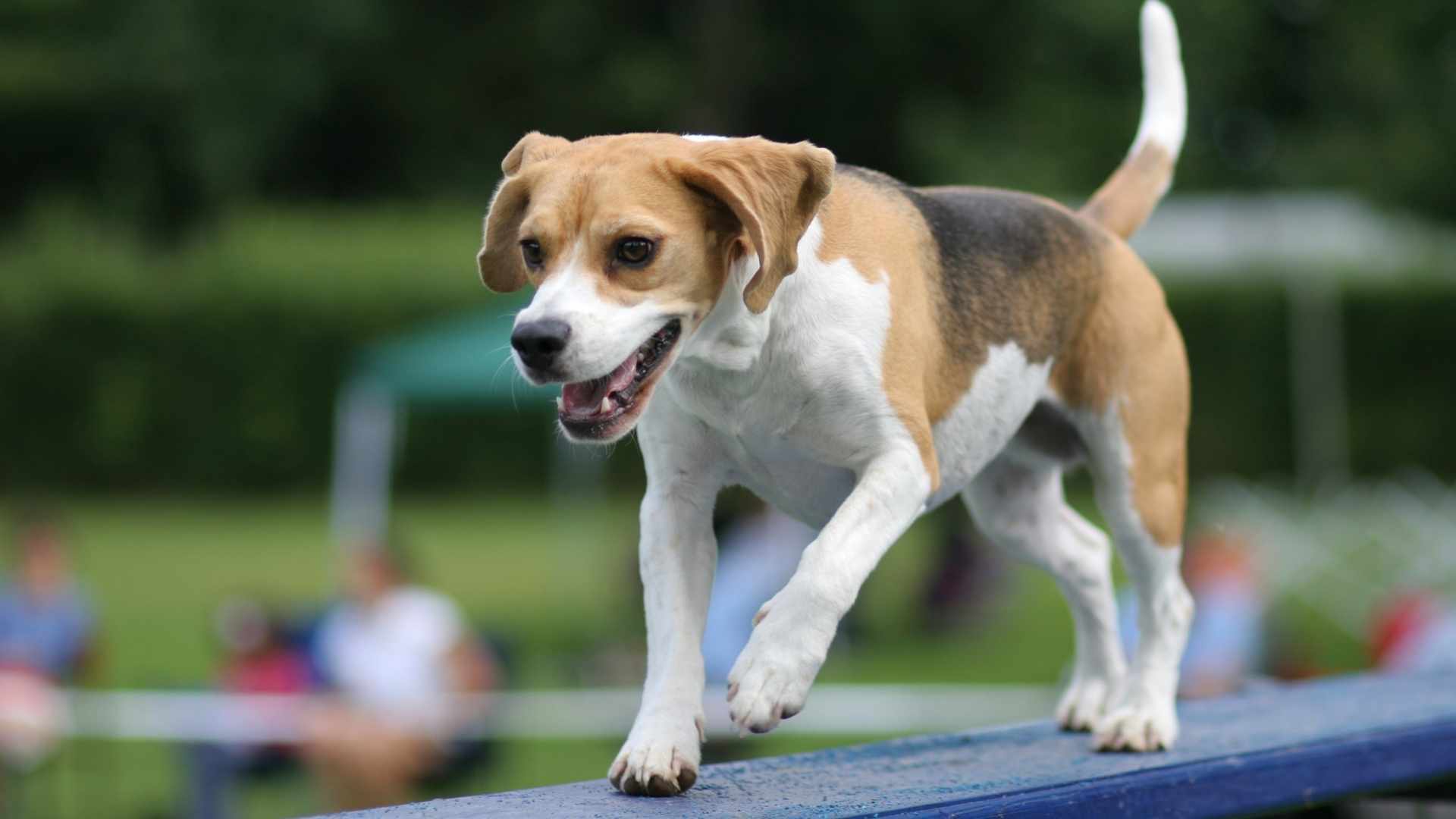 Hund lässt sich Bauch kraulen