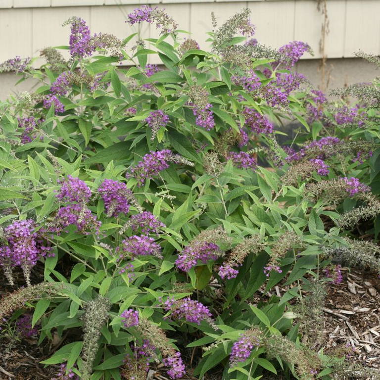 Whimsical weeping butterfly bush flowers in a garden bed