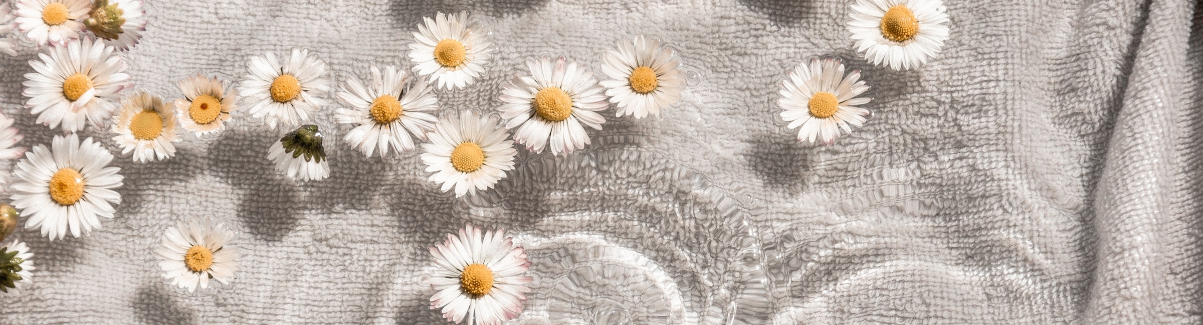 Summer daisies in water