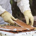 beekeeper placing pollen patties into hive