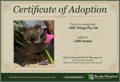 Adopt a Koala - Supported by 1000 Things Australia