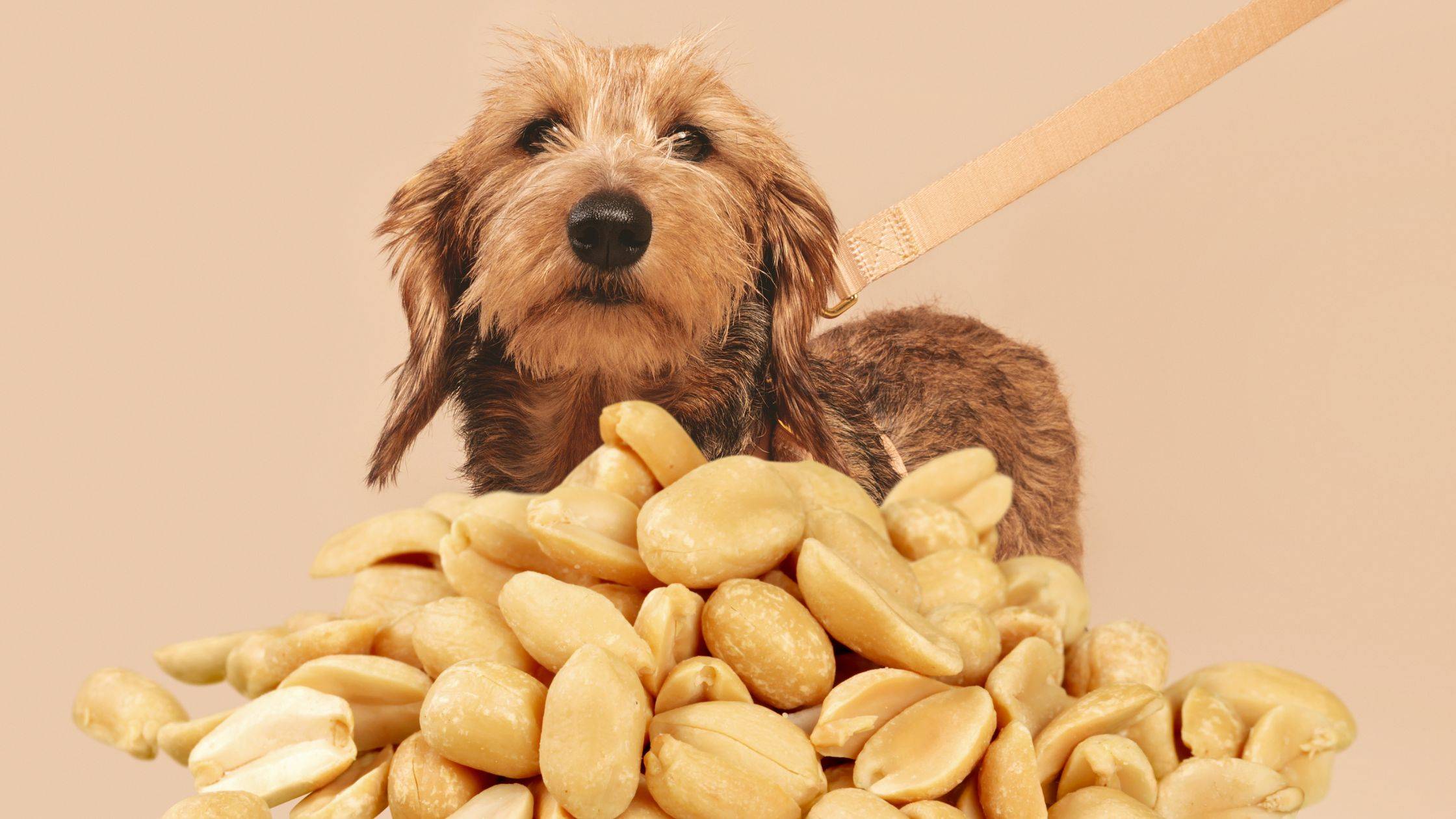 are peanuts good for dogs.png