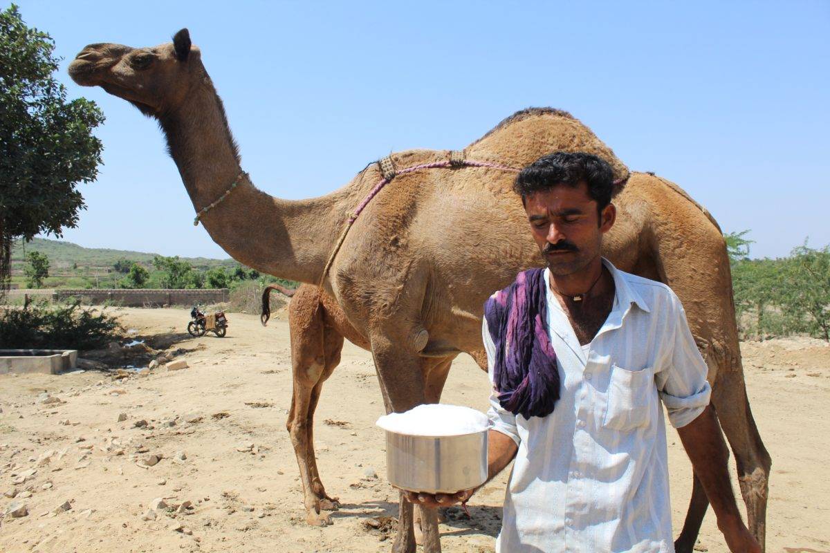 camel milk white gold 