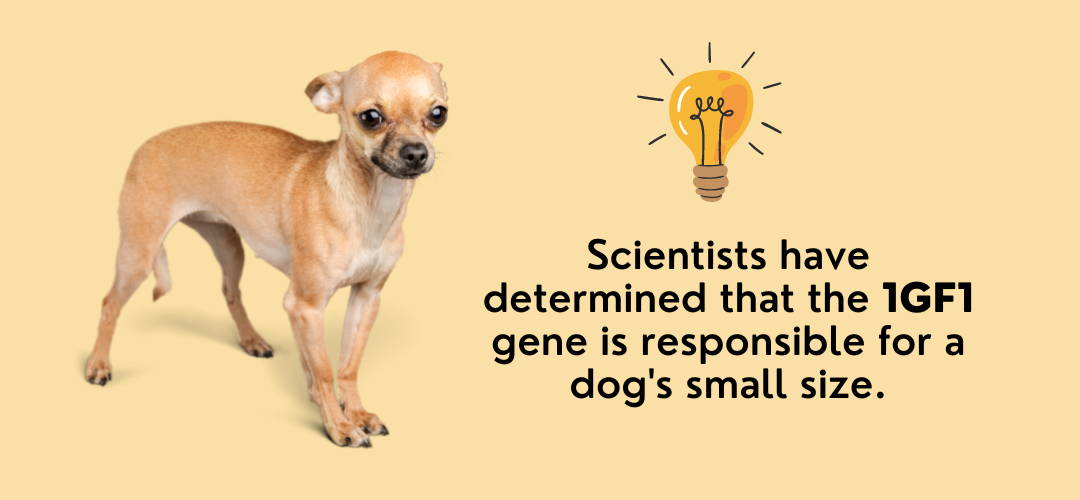 chihuahuas are small because of the 1GF1 gene