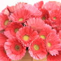 gerbera daisy