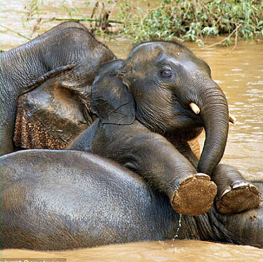 baby elphant closeup