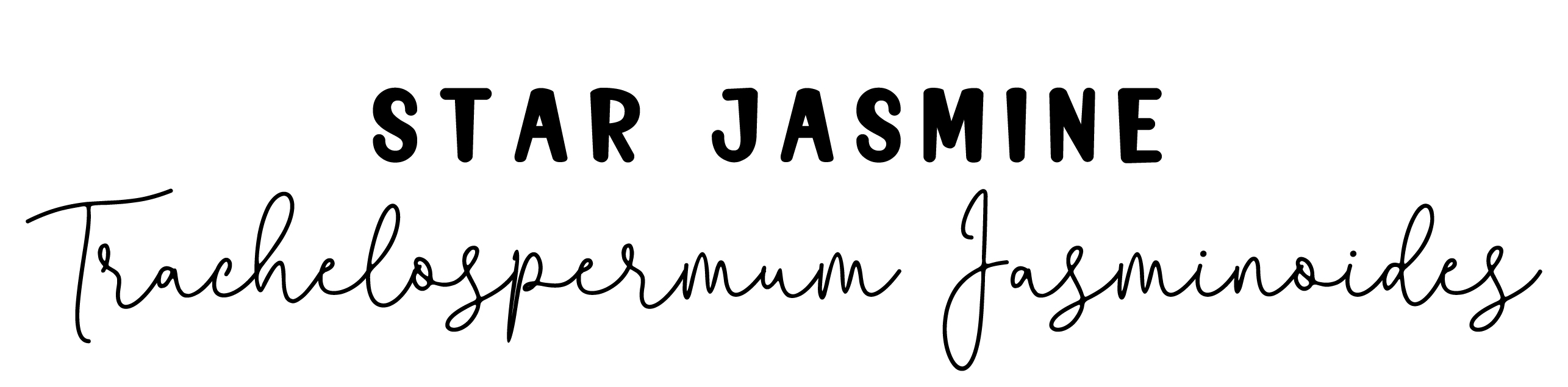 Star Jasmine:  Trachelospermum Jasminoides