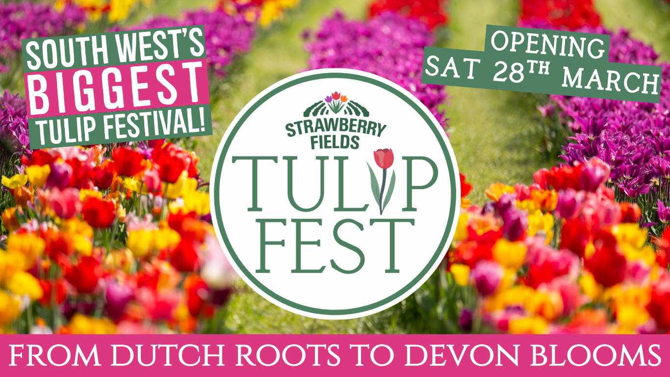 Experience Tulip Fest 2026 - the South West’s original and largest tulip festival. Explore over 500,000 blooms, 60 vibrant varieties, stunning photo spots, family-friendly entertainment, and a touch of Holland in the heart of Devon. Don’t miss this spectacular spring event!