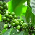 Green coffee bean extract 