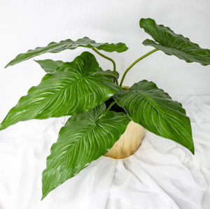 Small Calla Leaf - Realistic Artificial Flowers
