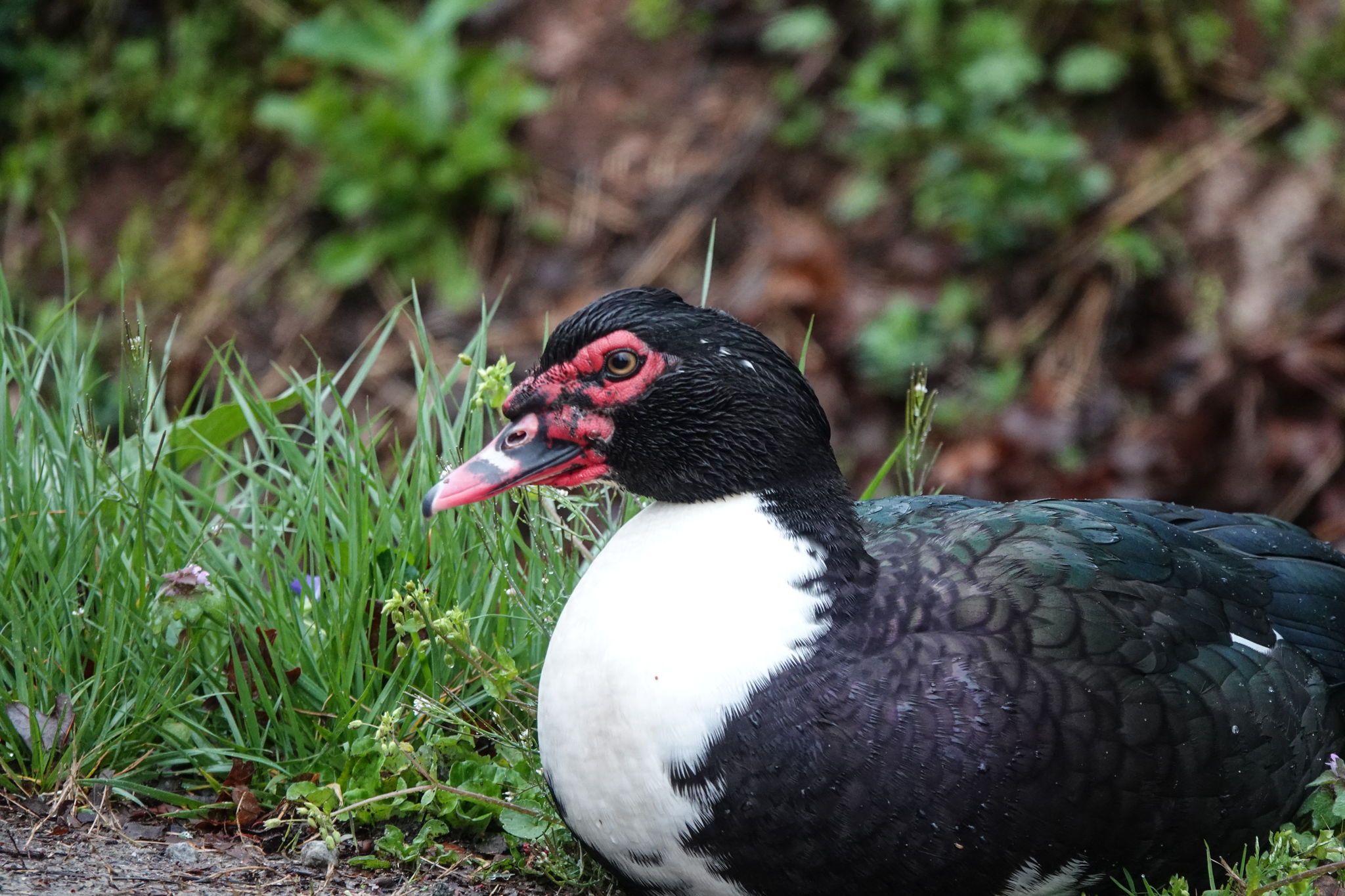 Muscovy Duck
