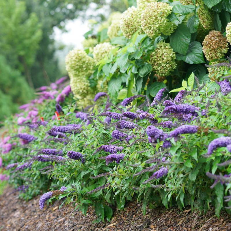 Purple butterfly bush shrub planted with smooth hydrangeas in a garden hedge