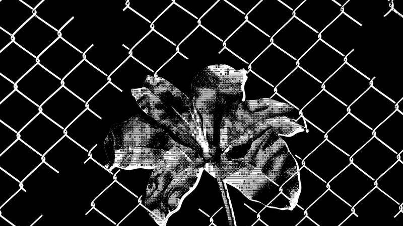 Collage of an ASCII flower growing through a fence with lots of holes