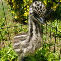 gypsy-shoals-farm-healthy-baby-emu-chick