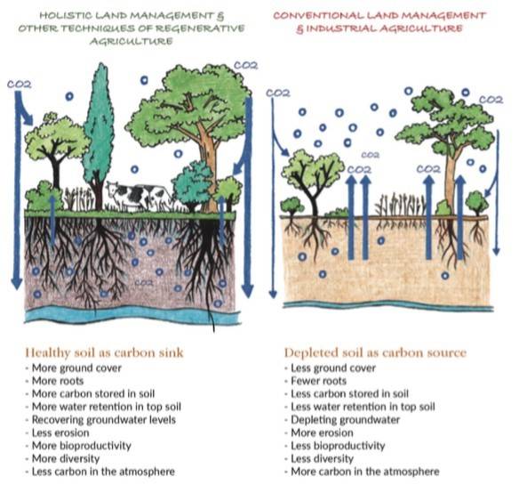 Healthy Soil from Regenerative Organic Agriculture - Triple Crown Organics