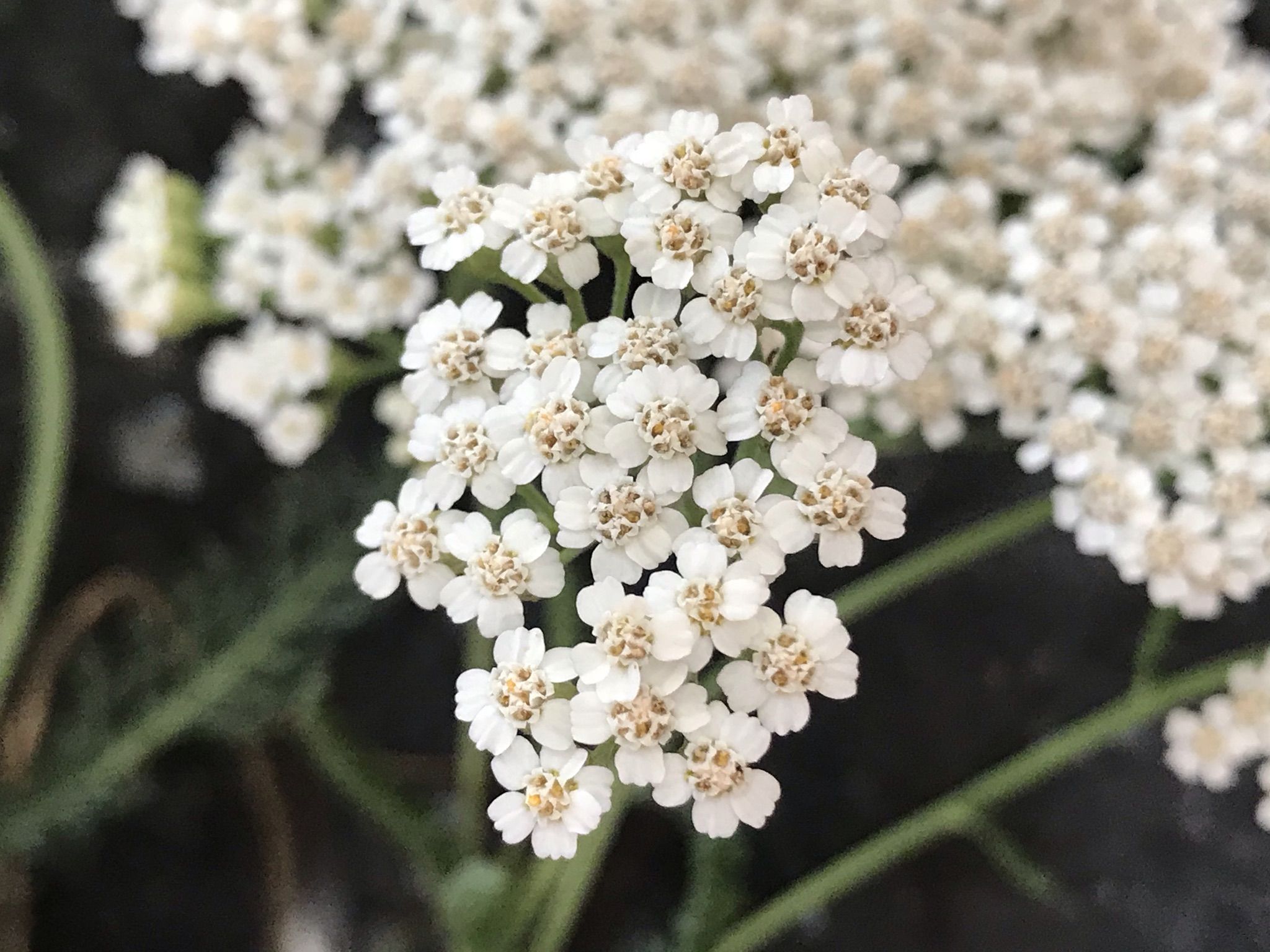 The flowering tops of white yarrow that have been harvested