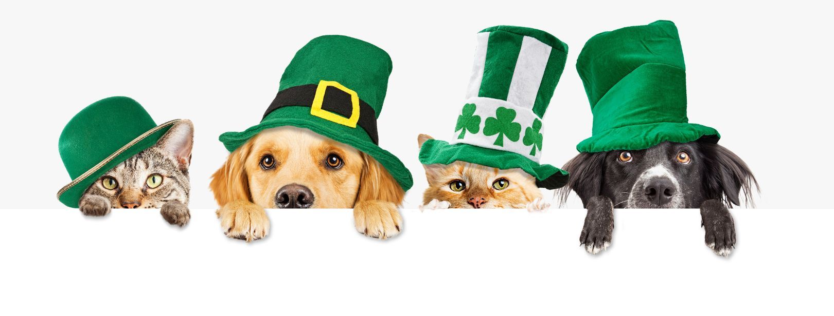 featured image for story, HAPPY ST. PATRICK'S DAY