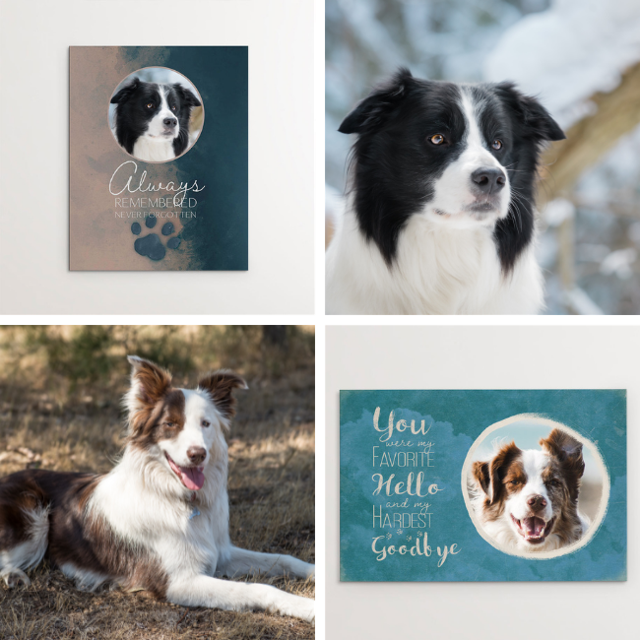 Border Collie memorials