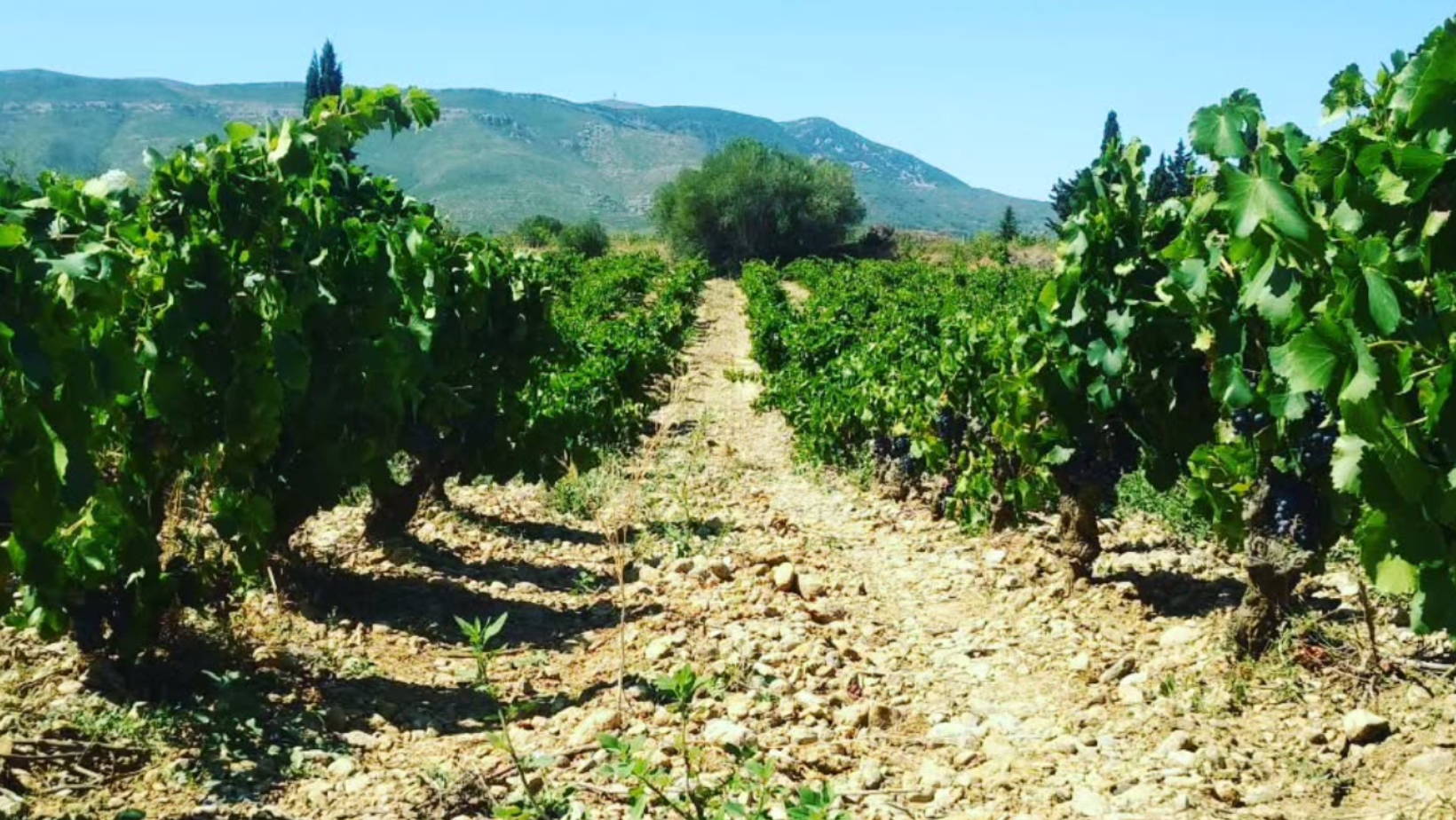 France, vin nature, rawwine, organic wine, vin bio, vin sans intrants, vin sans souffre, vin sans sulfites ajoutés, vin rouge, vin blanc, rouge, blanc, vin propre, vigneron, domaine bio, biodynamie, vigneron nature, vin biodynamique, raizin brut, Quimper, Finistère, Morbihan, corbières, roussillon, languedoc, les gragnotes, benoit, erika, paziols, zapoï, bourrasque, petit grain, sunset, syrah, grenache, roussillon, aude  
