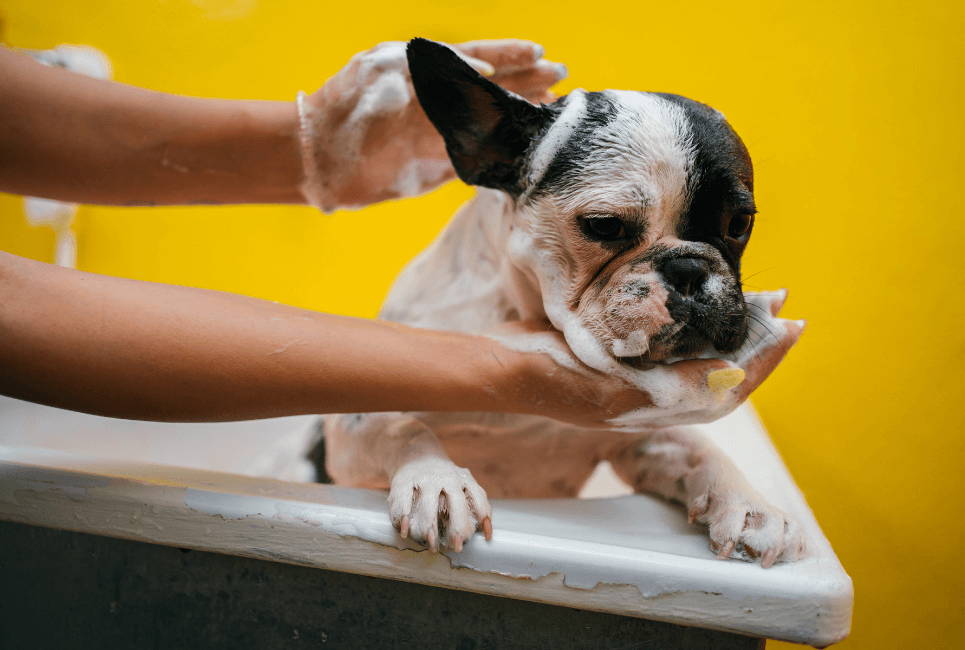 french bulldog shampoo for shedding hair