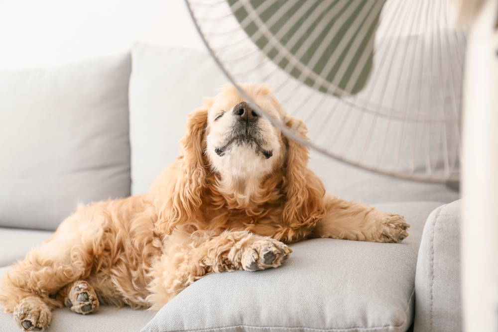 Dog staying cool in front of a fan to avoid heat stroke