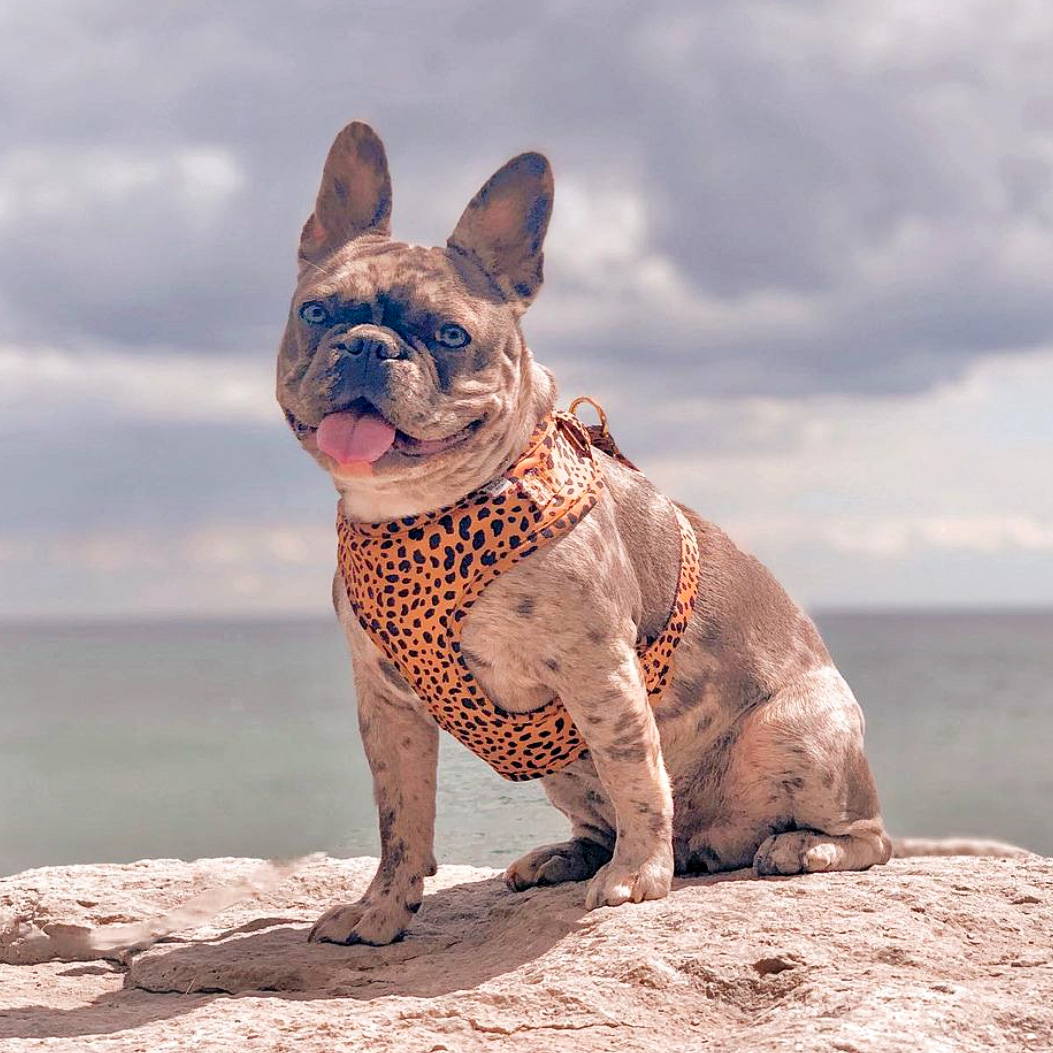 the guide to french bulldog harnesses
