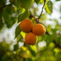 Apricots