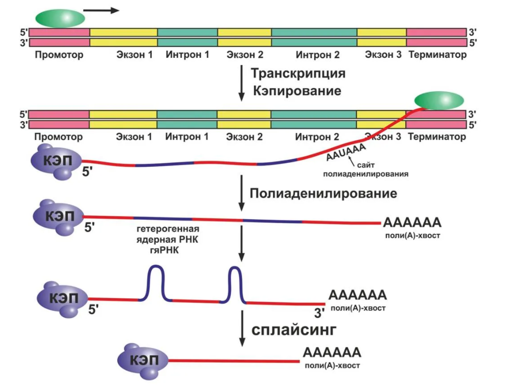 Транскрипция мутация. Синтез белка процессинг сплайсинг. Процессинг РНК У эукариот. Процессингирнк в биосинтезе белка. Этапы процессинга у эукариот.