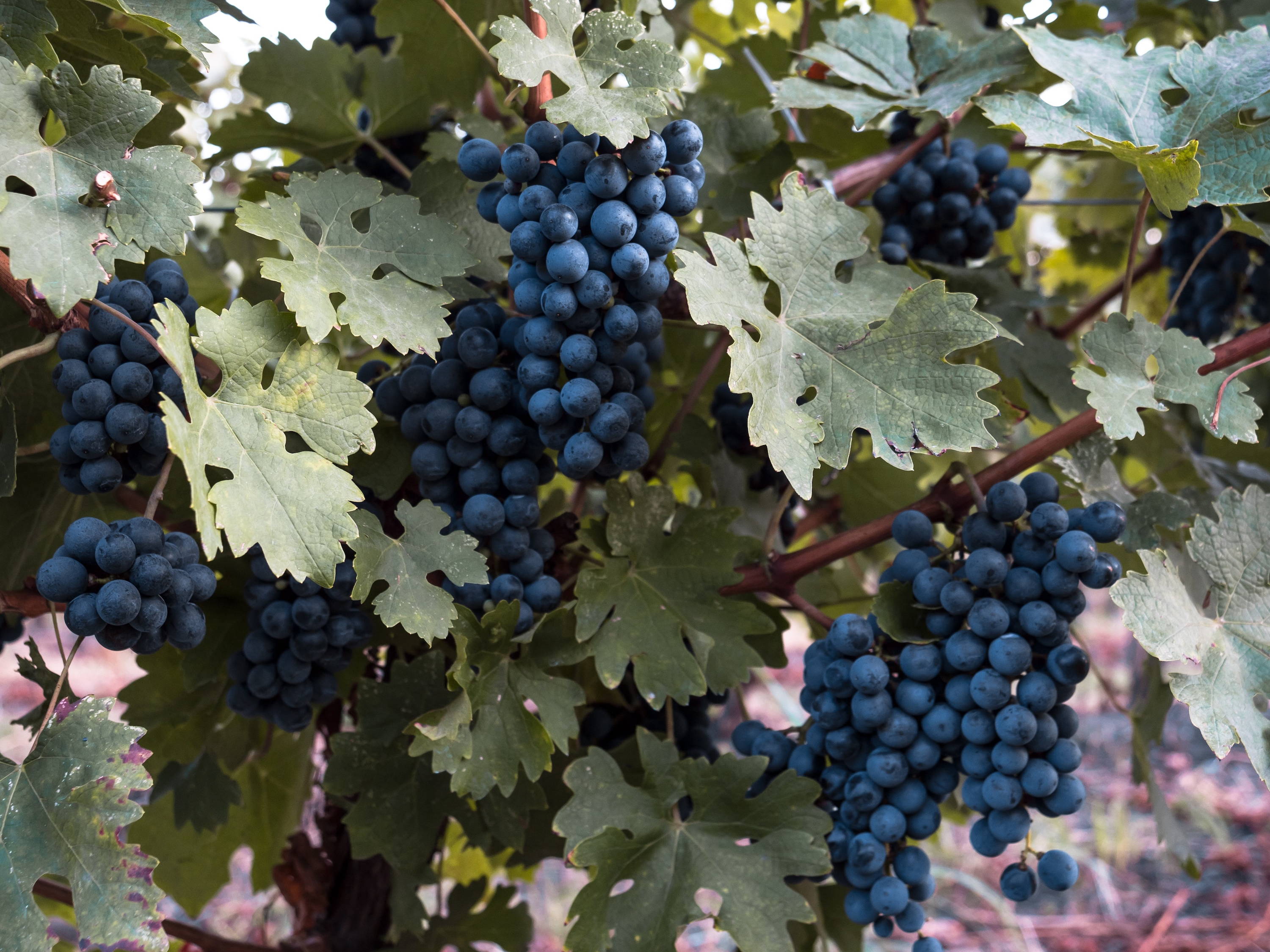 Dark cluster of grapes growing on a halthy vine.