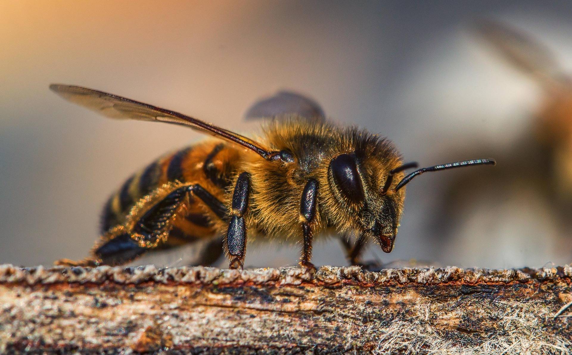 Bienen von vorne