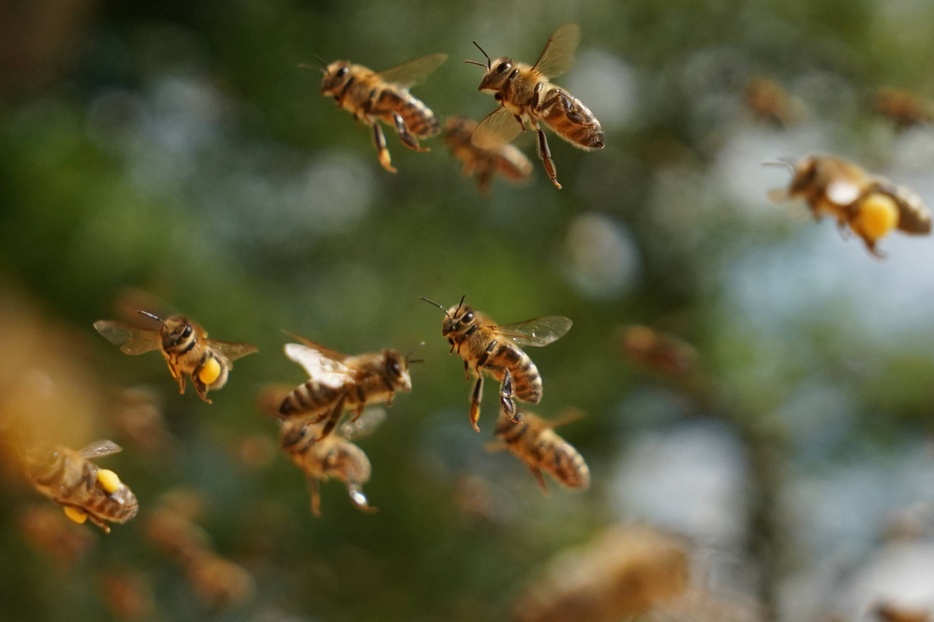 Bienen bringen Pollen heim