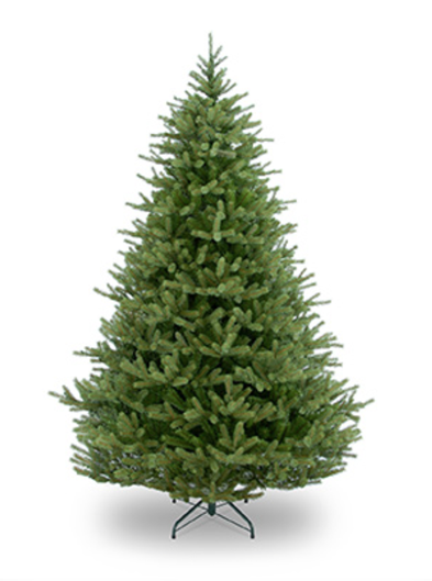 Norway Spruce