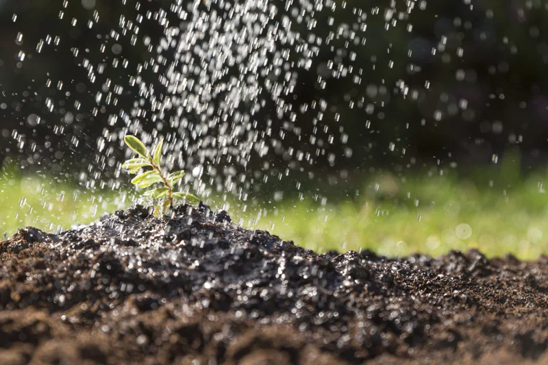 Watering a plant in the garden