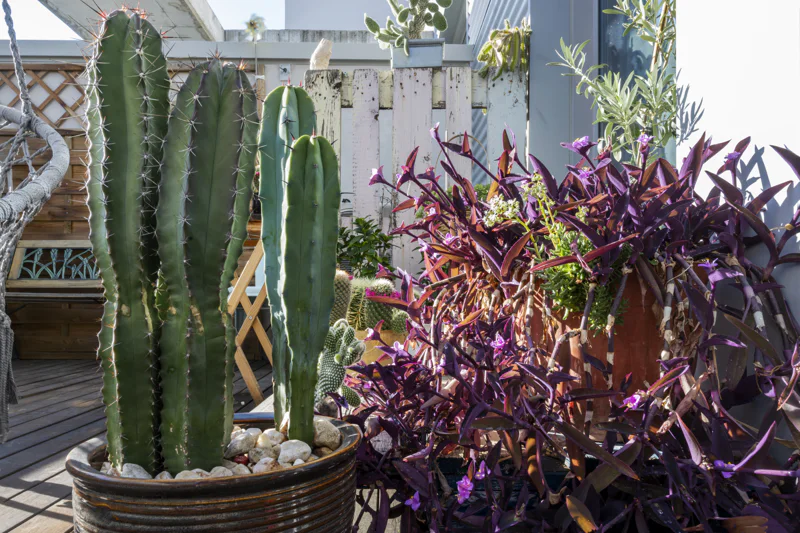 Desert plants in pots